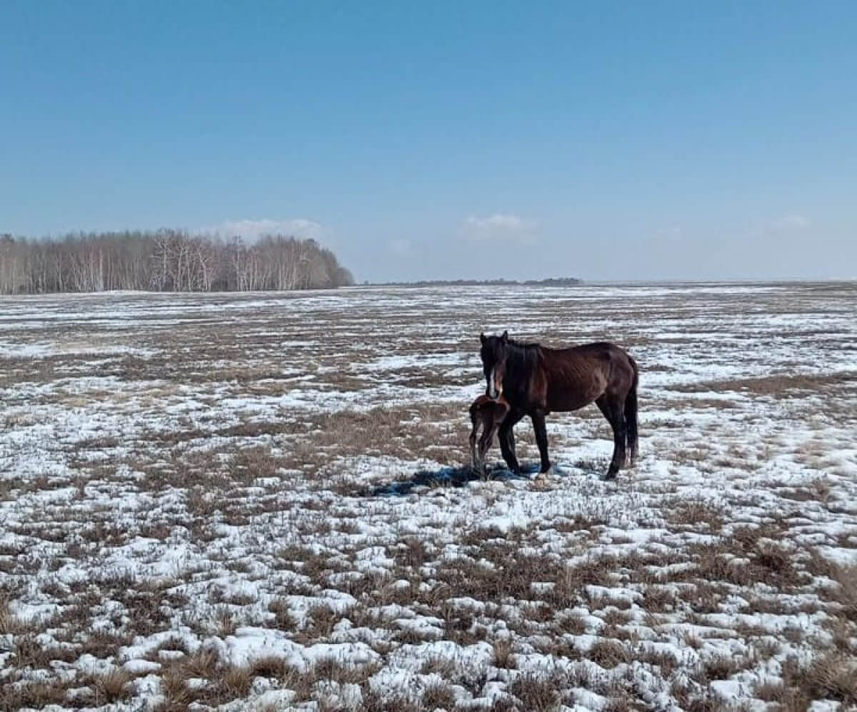 Табун лошадей угнали в Алматинской области