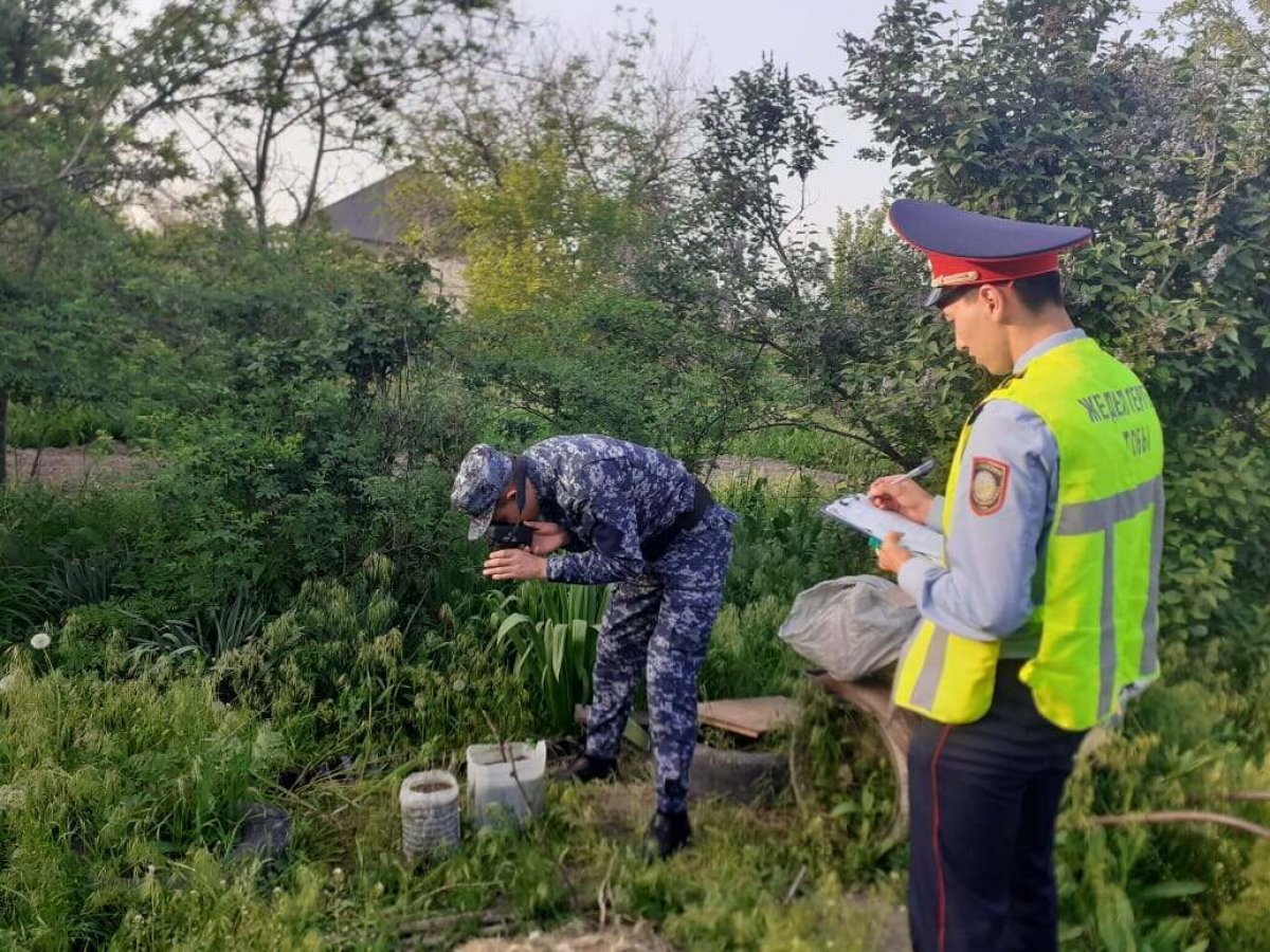 Житель Туркестанской области посеял коноплю во дворе дома