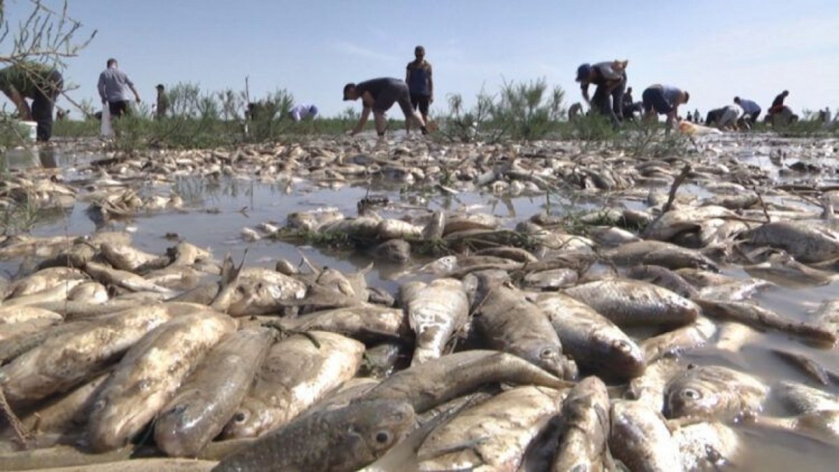 В Атырауской области зафиксирован факт мора рыбы