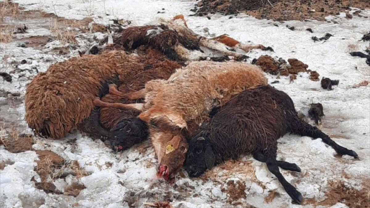 Падеж скота в Атырауской области: установлены причины