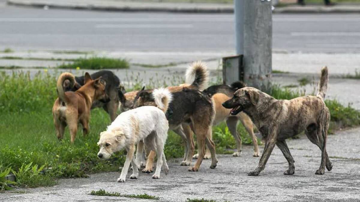 Почти не осталось живого места: на девочку в Актобе напала свора собак