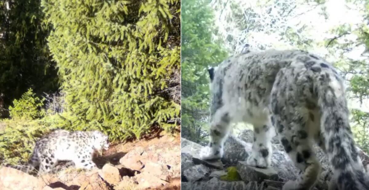 Снежные барсы снова попали на видео в нацпарке «Кольсайские озера»