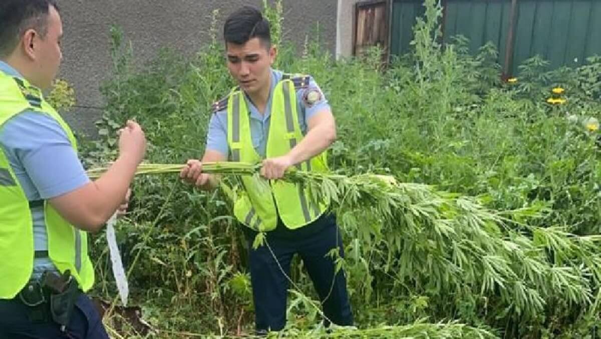 Пенсионерка вырастила плантацию конопли в огороде