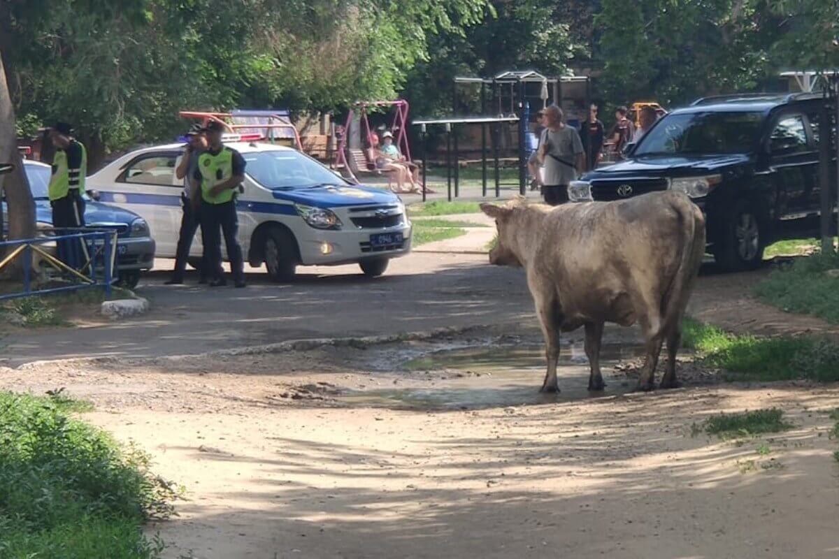 Корова напала на людей в центре Костаная