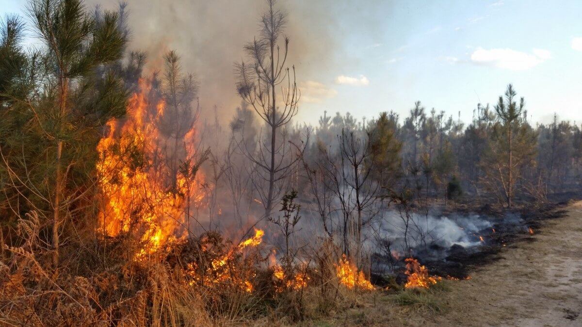 Свыше 400 лесных и степных пожаров произошли в Казахстане с начала года