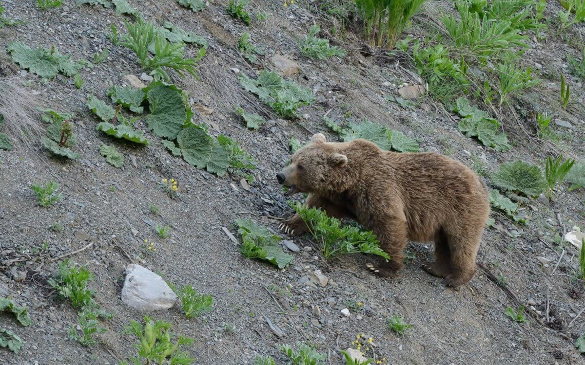 Медведь убил солдата на границе Кыргызстана