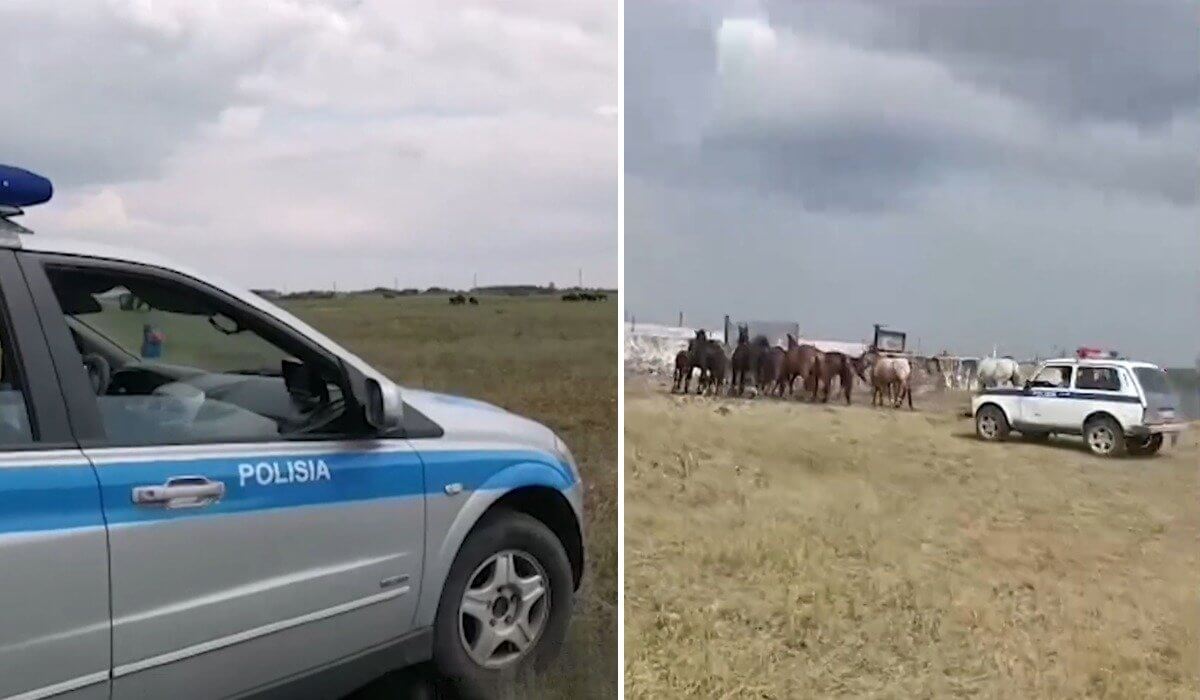 Табун лошадей обнаружен на объездной трассе в столице