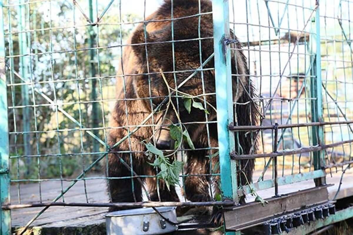 Покусанная медведем девочка лишилась ноги: Костанаец  выплатит ее семье 18 млн