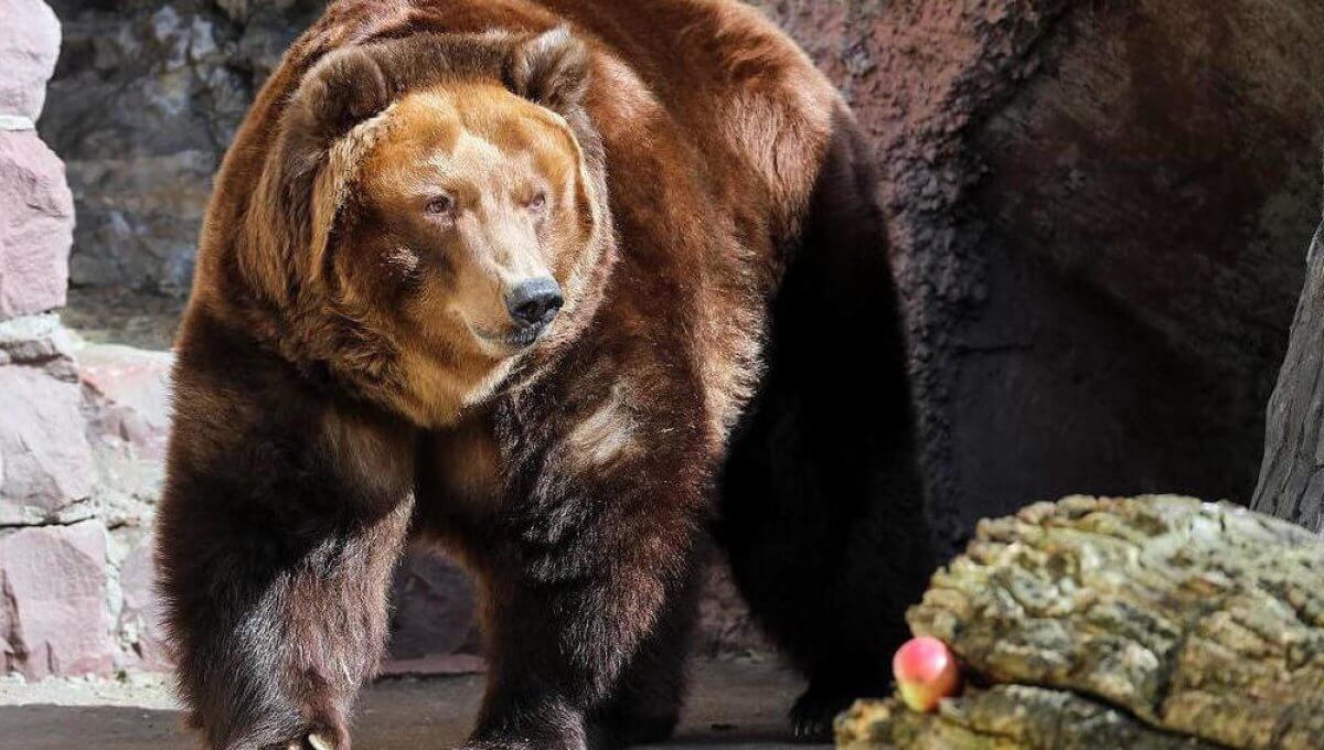 Бурый медведь московского зоопарка. Большой бурый медведь. Сирийский бурый медведь.
