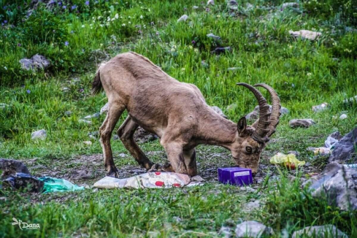 Горные козлы пасутся среди мусора в нацпарке Казахстана