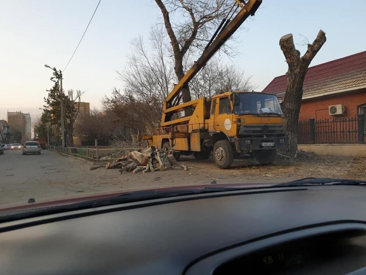 Изуродованные обрезкой деревья  «украшают» улицы Семея