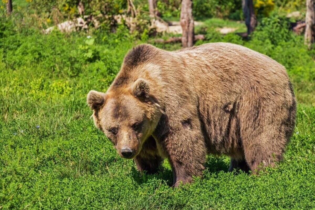 Спустился к зонам отдыха: медведя сняли туристы на юге Казахстана