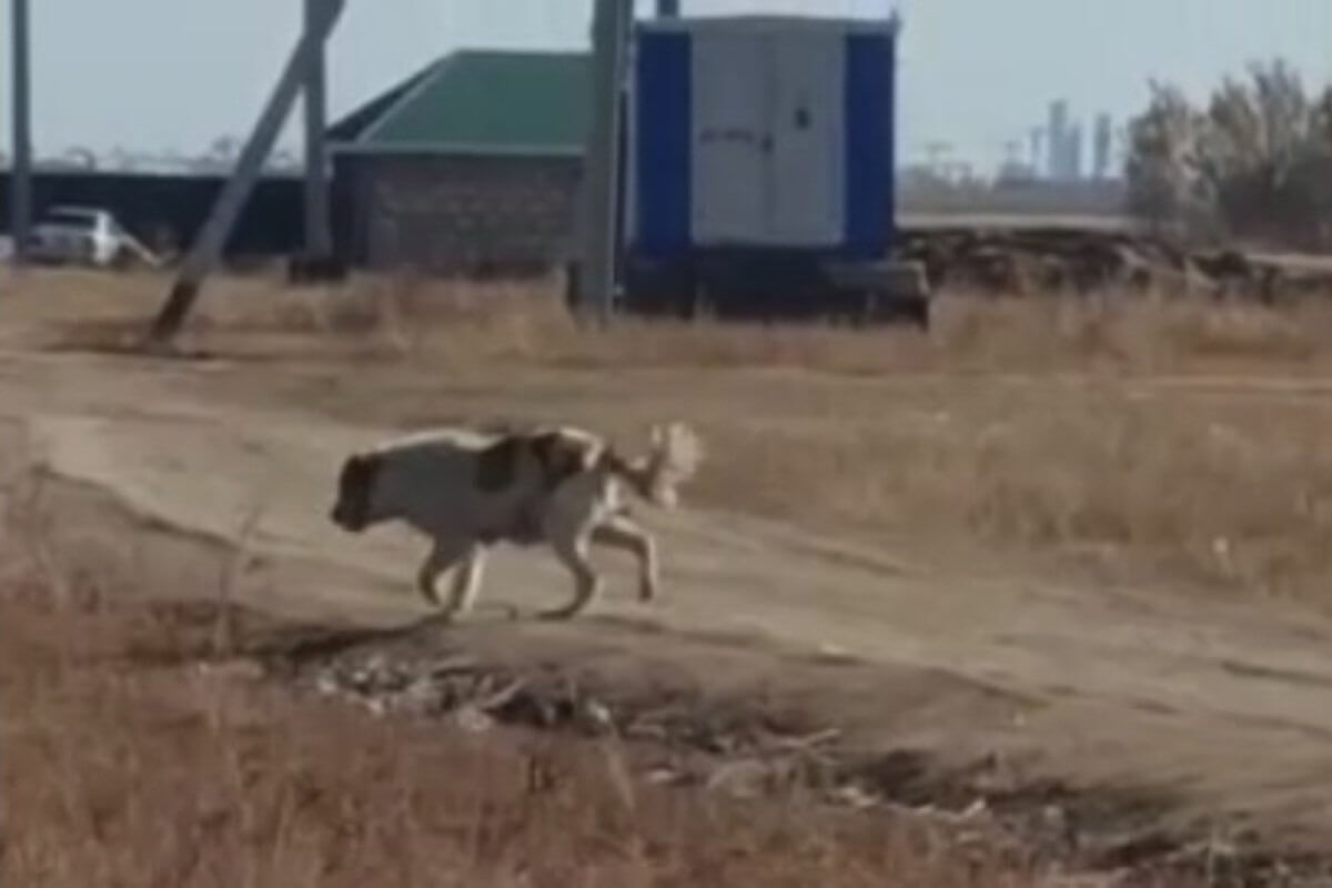 Алабай напал на школьника в Акмолинской области (ВИДЕО)