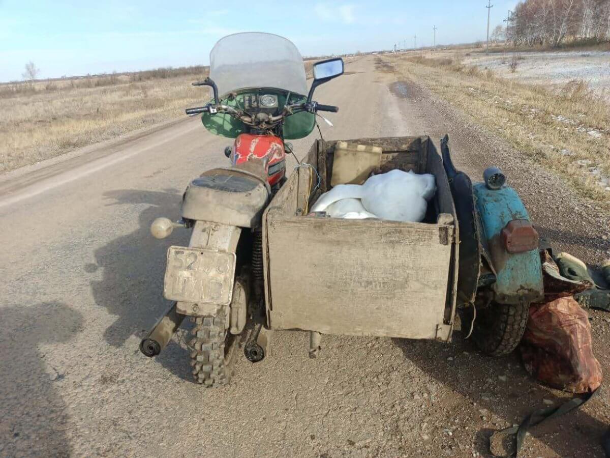 Пару краснокнижных лебедей застрелил охотник в Акмолинской области