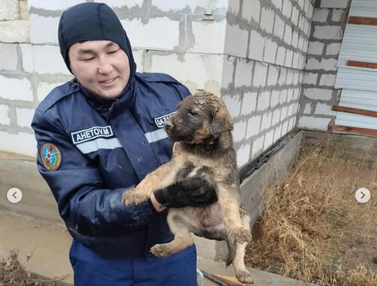 Щенок упал в колодец в Актобе, ему вызвали спасателей (ВИДЕО)