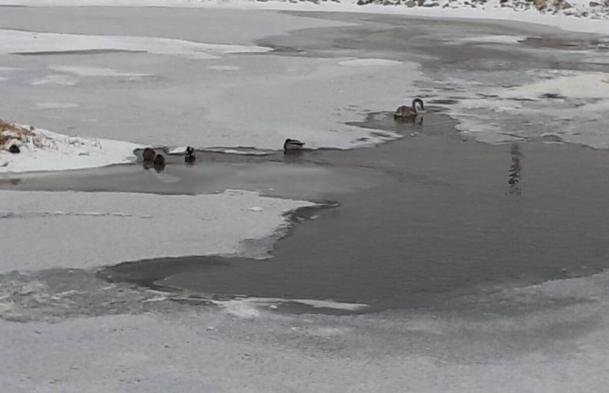 Лебеди примерзли к воде на реке в Астане (ВИДЕО)