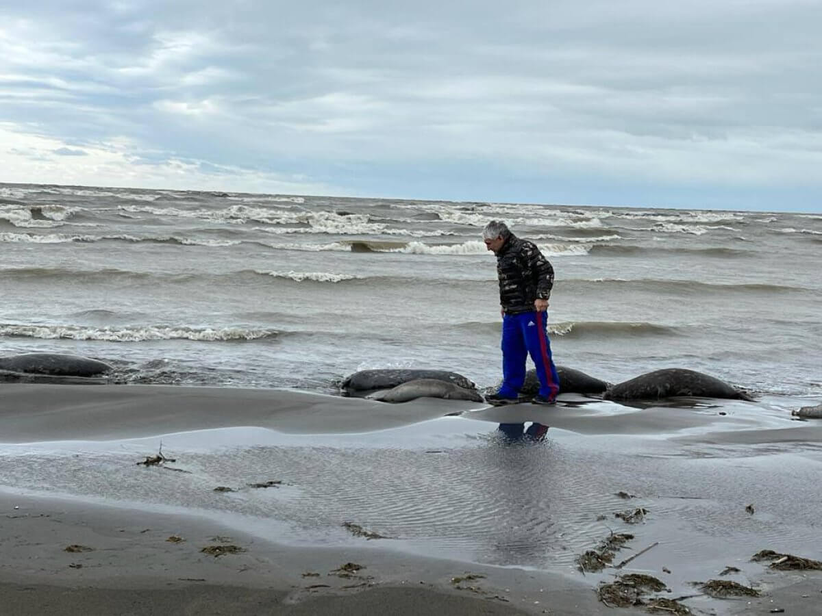 2500 мертвых тюленей нашли у Каспийского моря в Дагестане