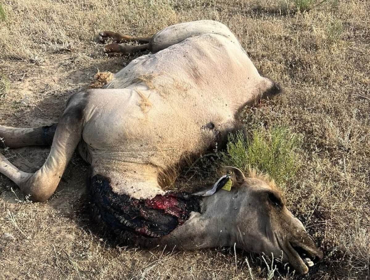 От укуса опасного паука гибнет домашний скот в Атырауской области