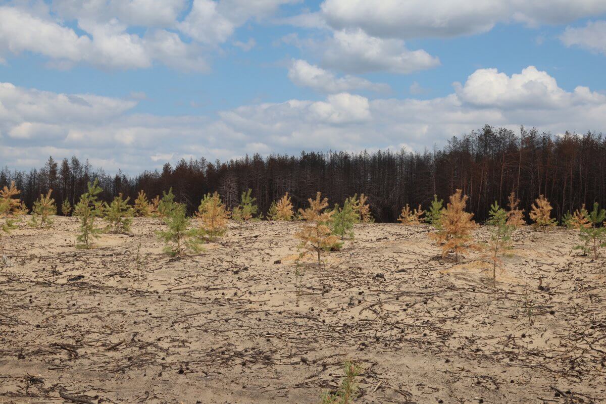 Высаженные на месте пожара сосны гибнут в Аулиеколе Костанайской области