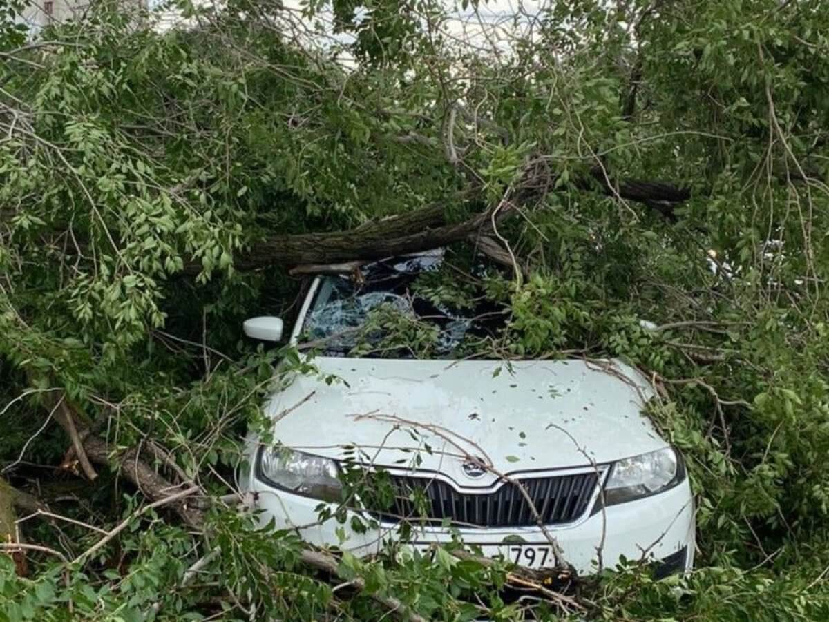 Водителя зажало в машине, на которую упало дерево в Уральске