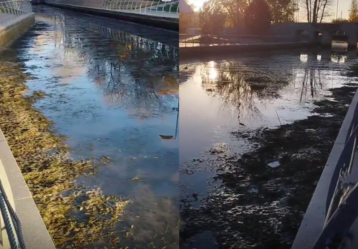 Жители столицы возмутились состоянием пруда в центральном парке (ВИДЕО)