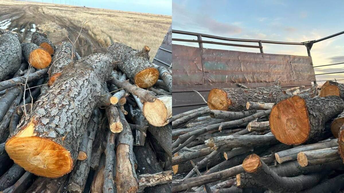 Краснокнижную черную ольху вырубили сельчане в Актюбинской области