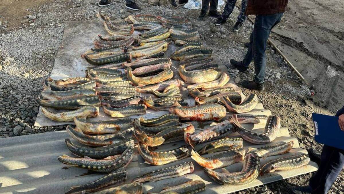 280 килограммов осетра нашли дома у молодого жителя Атырау