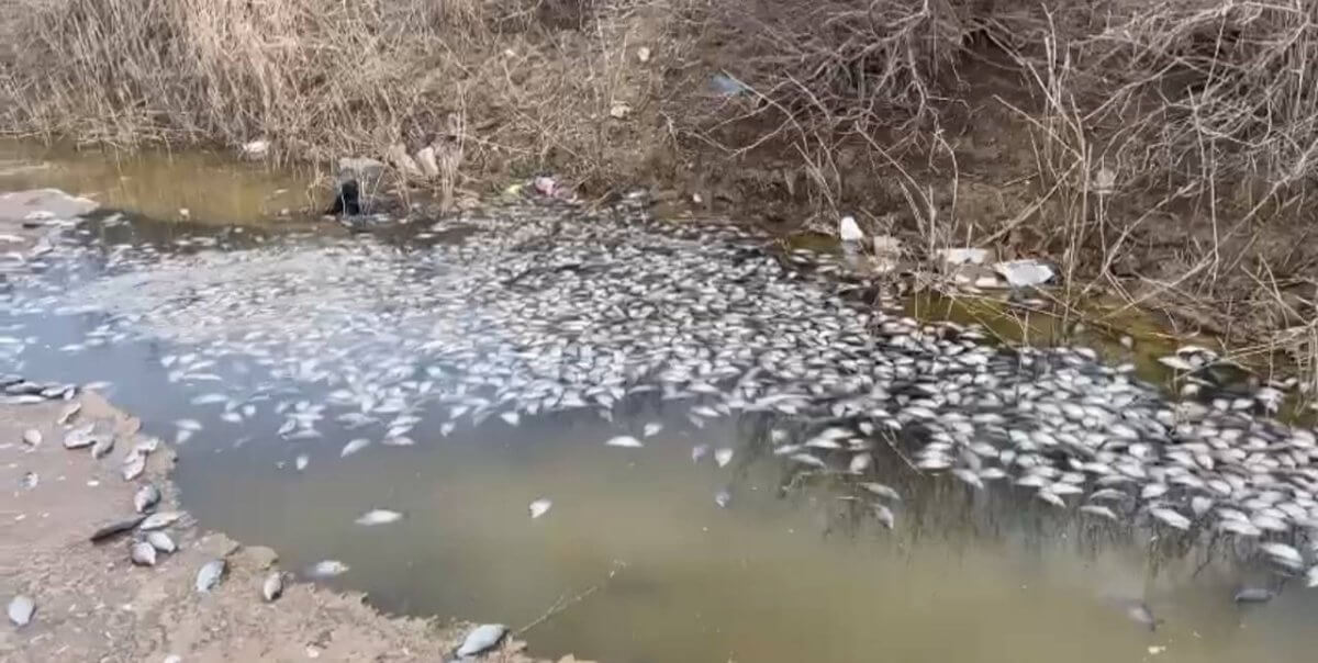 В Атырауской области зафиксирован массовый мор рыбы (ВИДЕО)