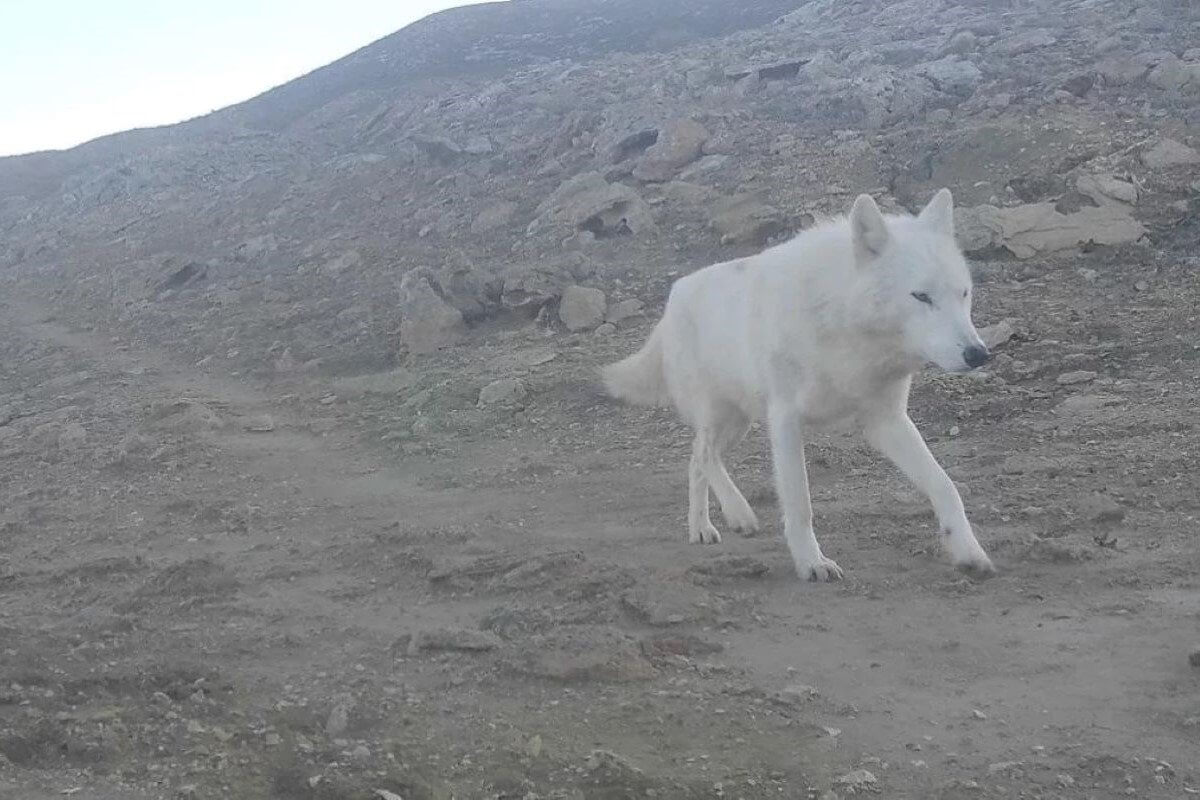 Белый волк впервые попал в объектив фотоловушки в Мангистау (ВИДЕО)