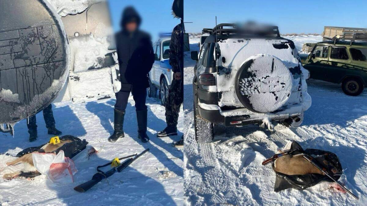 Краснокнижного джейрана убили в Жамбылской области