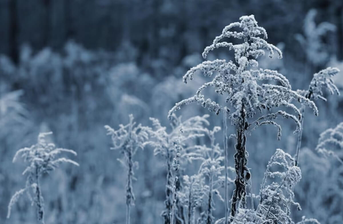 Сильный ветер и метель прогнозируют в Казахстане 7 февраля