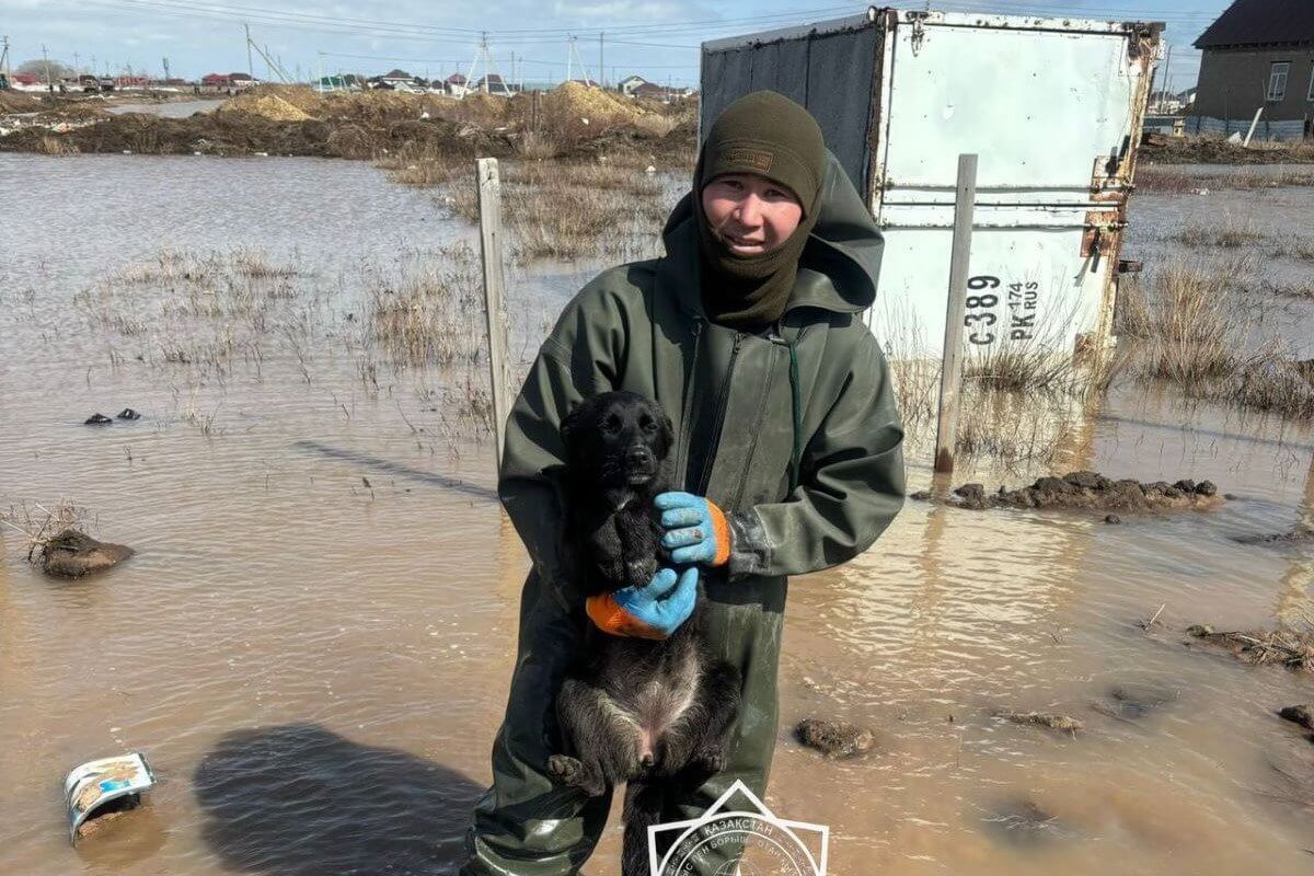 Привязанного к будке щенка спас от гибели сотрудник ДЧС в Акмолинской области