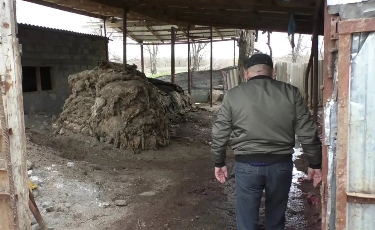 Трупный запах заполонил село в области Жетысу