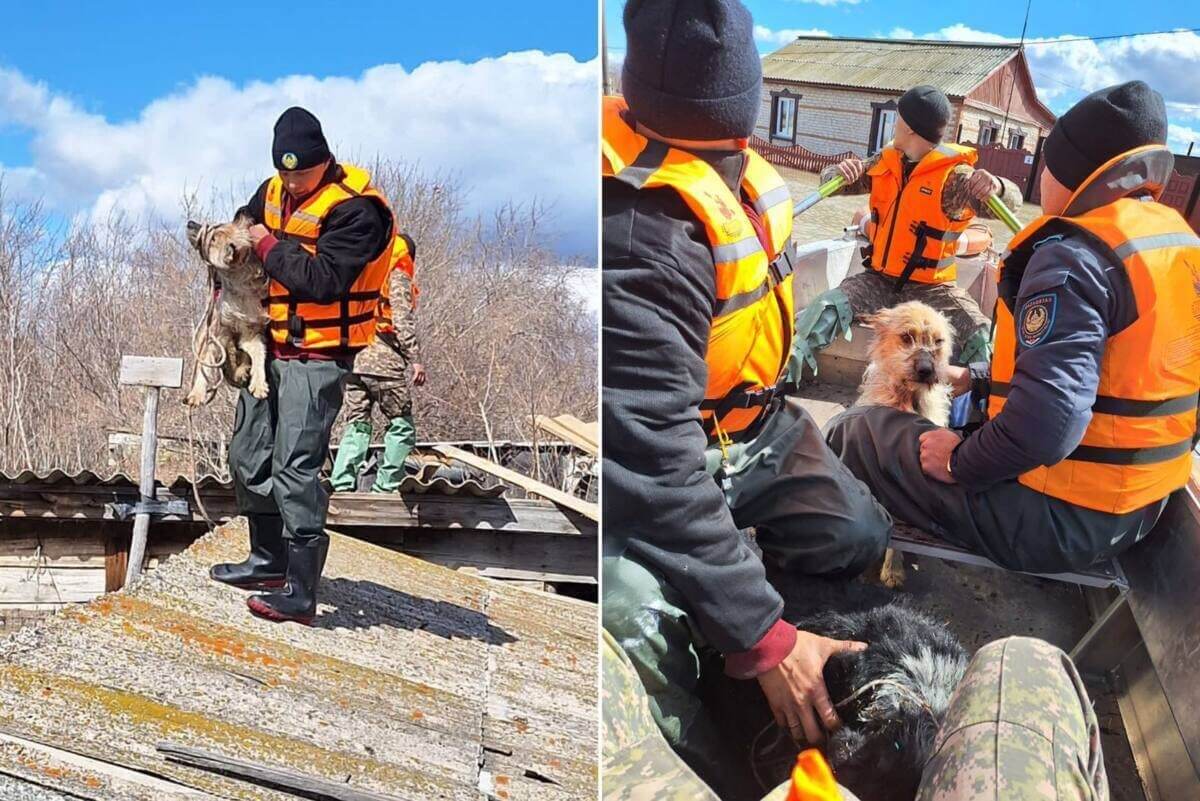 Ждущих помощи собак на крышах затопленных домов спасли в СКО (ВИДЕО)