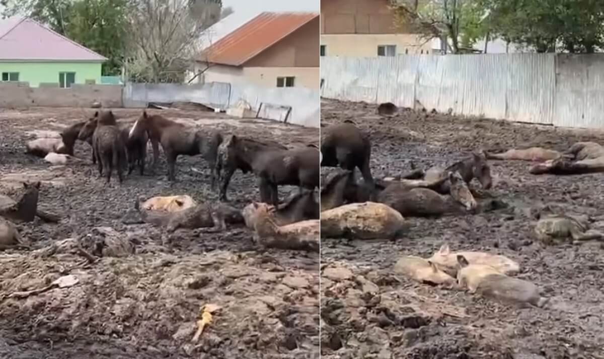 Живых держат с мертвыми»: сельчане пожаловались на вонь с подворья под  Алматы (ВИДЕО)