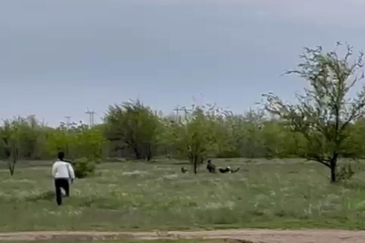 Бродячие собаки напали на ребенка в Уральске. Очевидцы не спешили на помощь  (ВИДЕО)