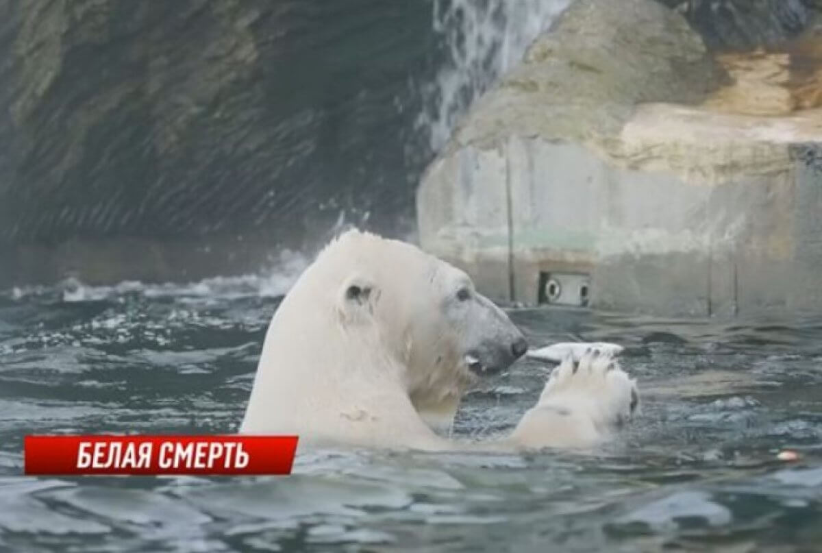 Привезенный из Праги медведь умер в Алматы: чешская сторона требует расследования