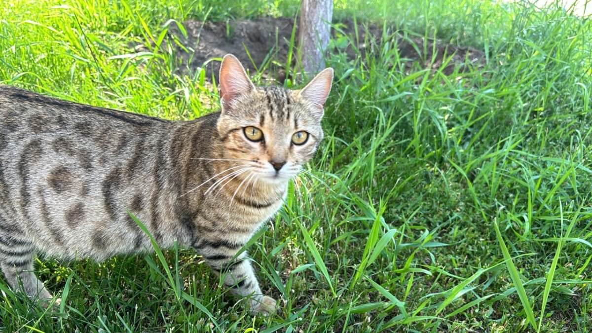 Спасение кота в Астане попало на видео